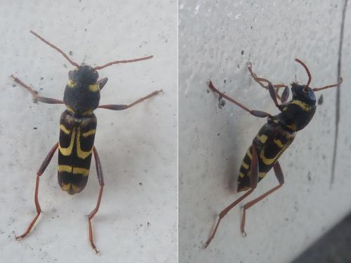 Xylotrechus arvicola